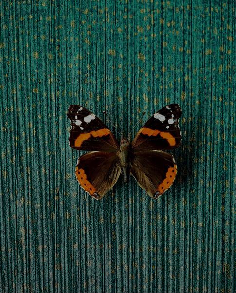 Обои Museum | 307351