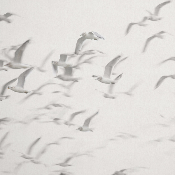 Обои Panorama | V101-3