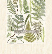 Обои Geonature | 366102