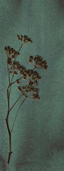 Обои Lino | 379104