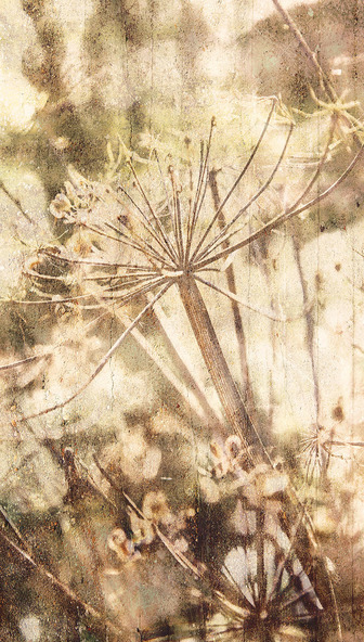 Обои Lino | 379102