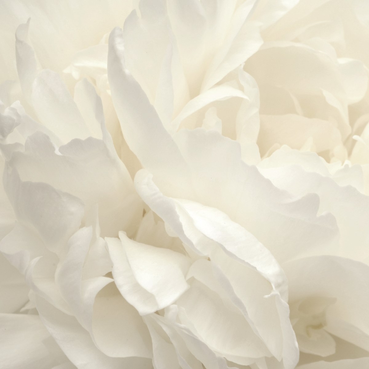 Обои Atmosphere | G78424