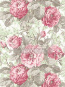 Обои English Rose | en10108