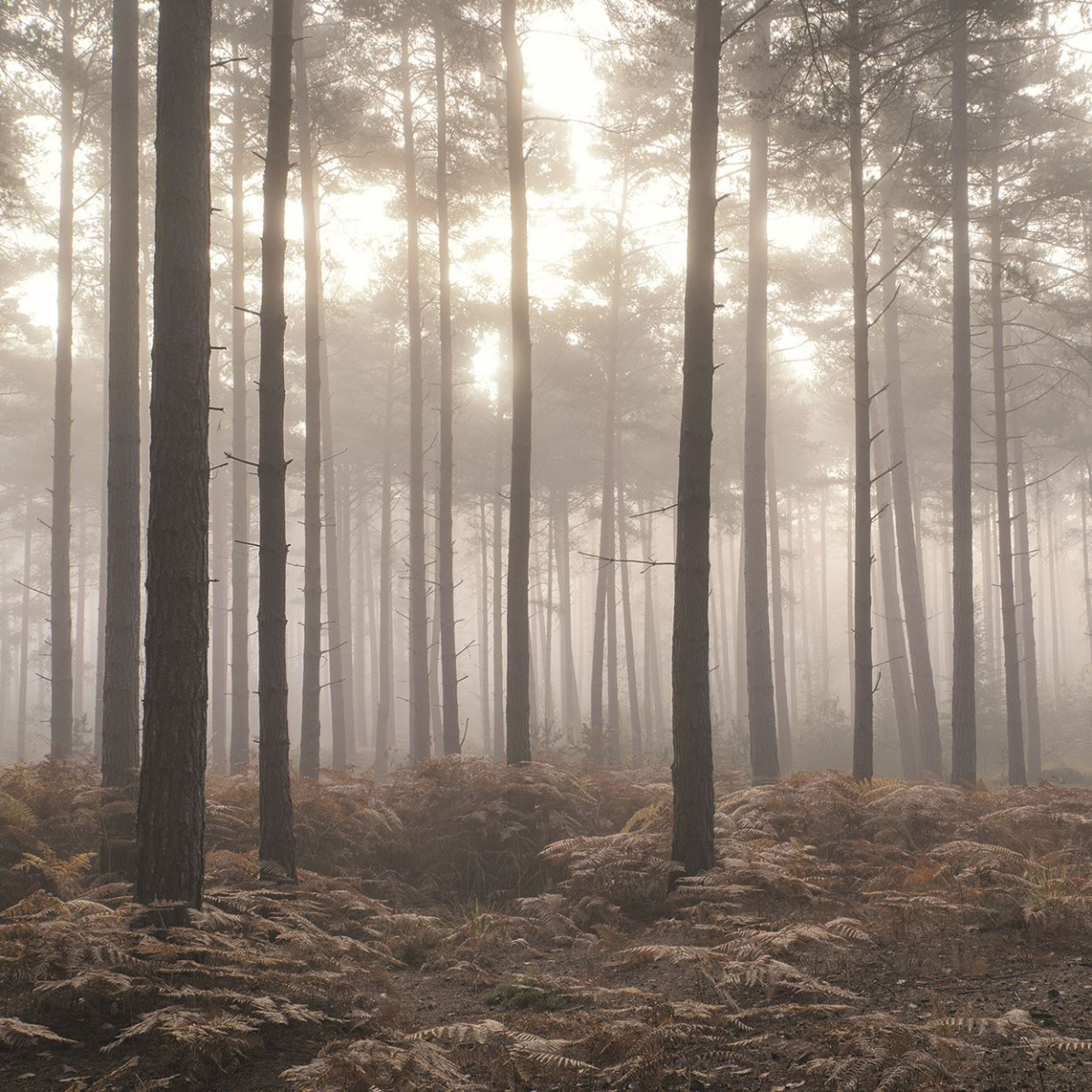 Обои Atmosphere | G78426