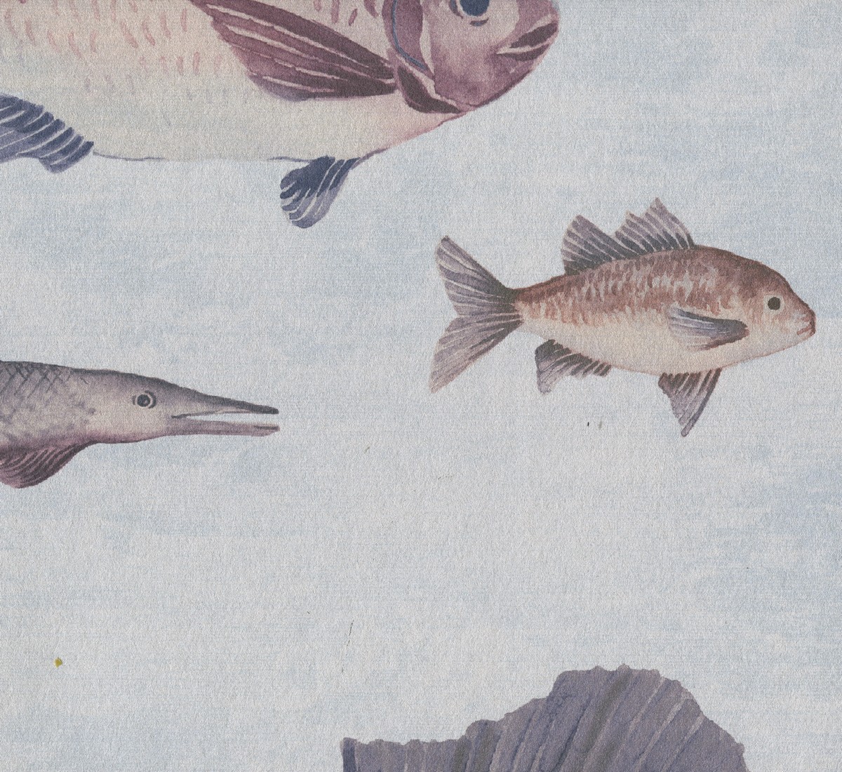 Обои  Discovery | DYW0002