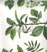 Обои Pierre Frey Wallpapers 1 | FP169001