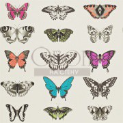 Обои Amazilia | 111079