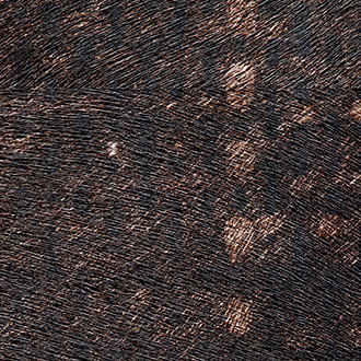 Обои Indomptée | VP-615-02