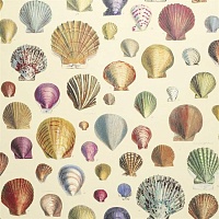 Обои Designers Guild Picture Book John Derian 