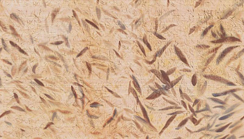 Обои Cérès | vp1014-01